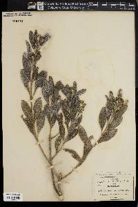 Lagascea angustifolia image