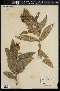 Lagascea helianthifolia image