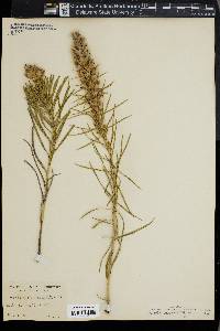 Liatris acidota image