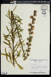 Liatris aspera image