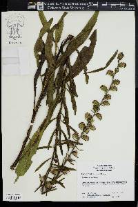 Liatris aspera image