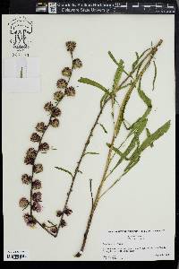 Liatris aspera image