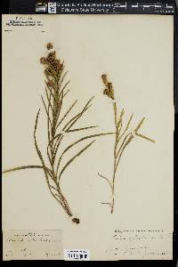 Liatris cylindracea image