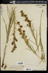 Liatris cylindracea image