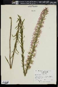 Liatris elegans image