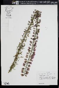 Liatris gracilis image