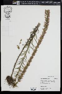 Liatris graminifolia image