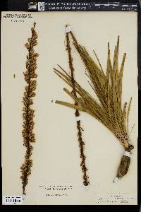 Liatris laevigata image