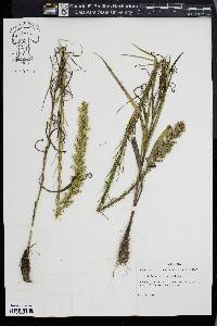 Liatris pycnostachya image