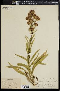 Liatris scariosa image