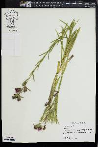 Liatris squarrosa image