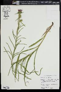 Liatris squarrosa image