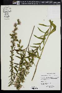 Liatris squarrosa image