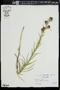 Liatris squarrosa image