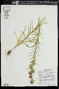 Liatris squarrosa image