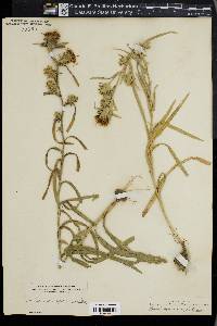 Liatris squarrosa image