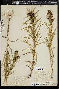 Liatris squarrosa image