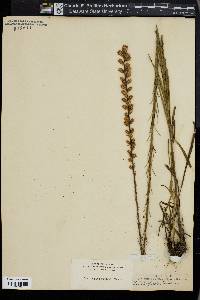 Liatris spicata image