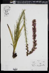 Liatris spicata image