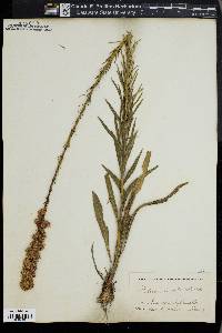 Liatris spicata image