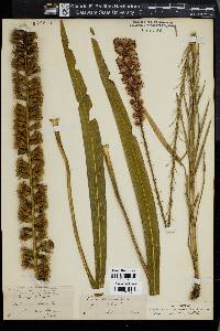 Liatris spicata image