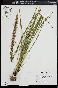 Liatris tenuifolia image