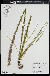 Liatris tenuifolia image