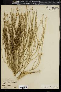 Lygodesmia juncea image