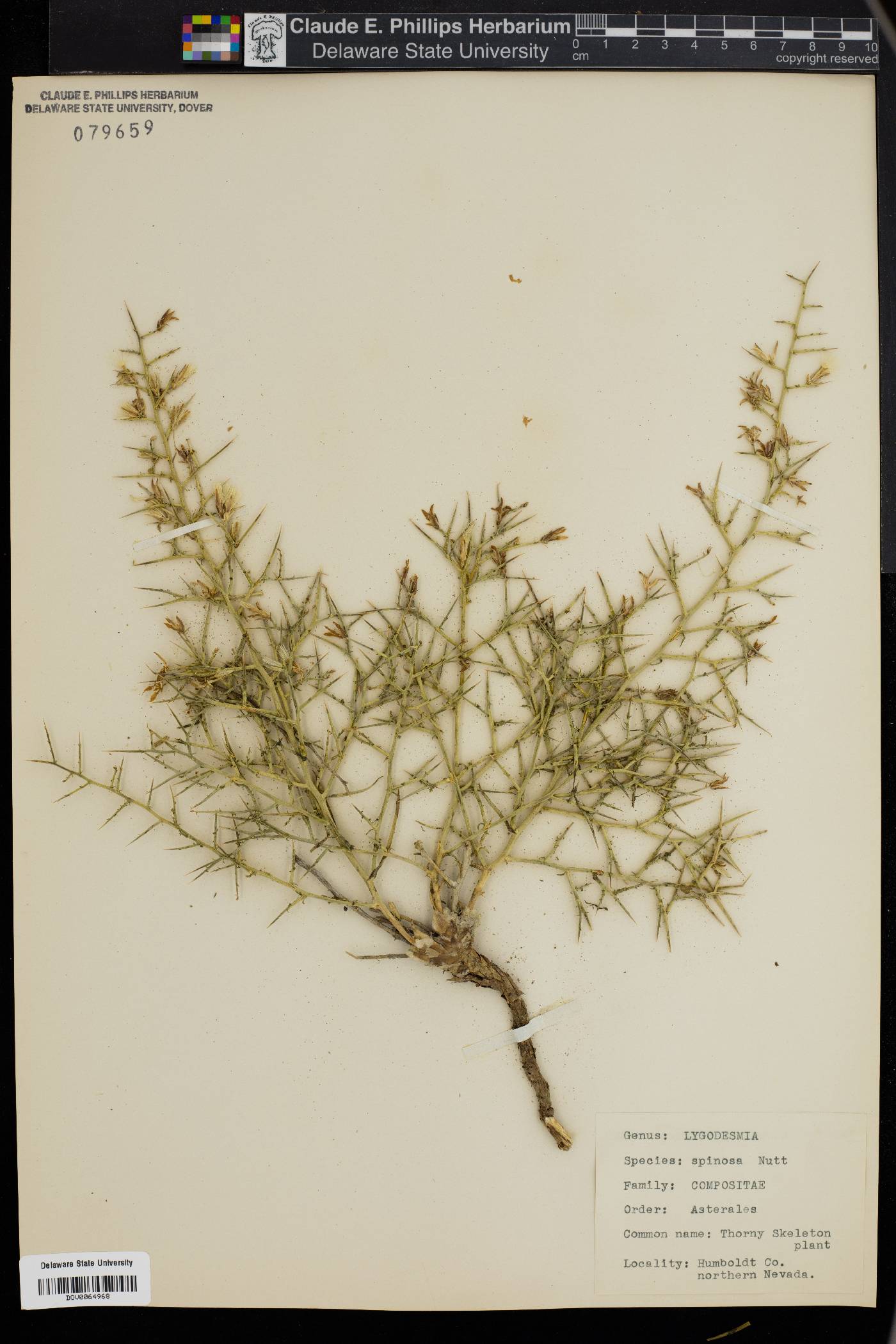 Stephanomeria spinosa image