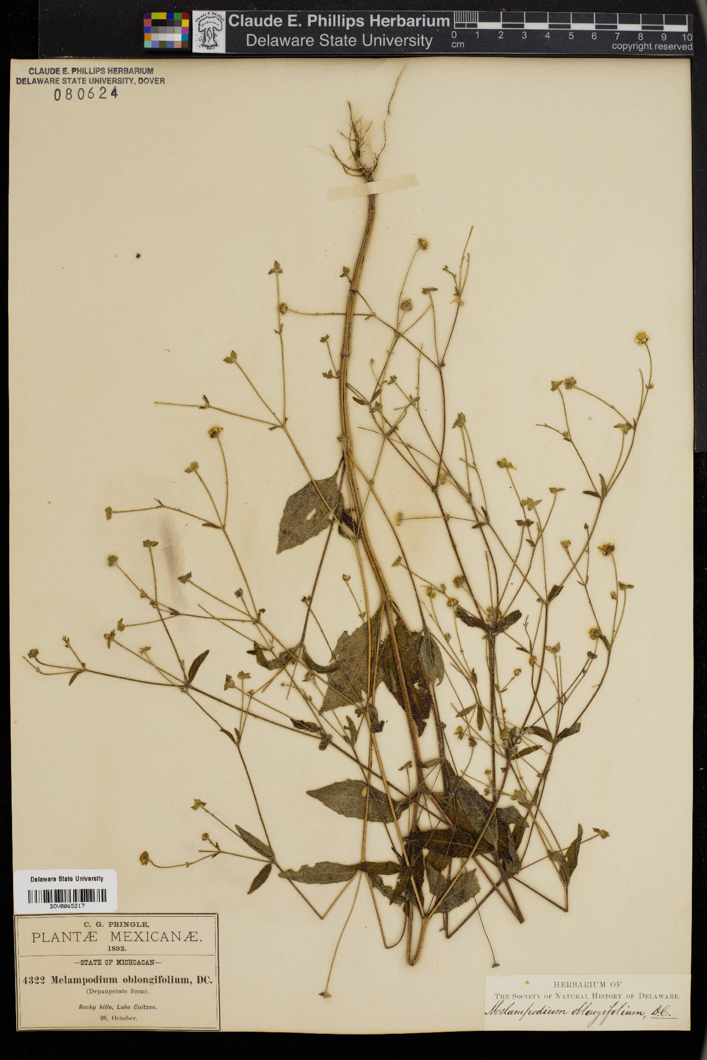 Melampodium oblongifolium image