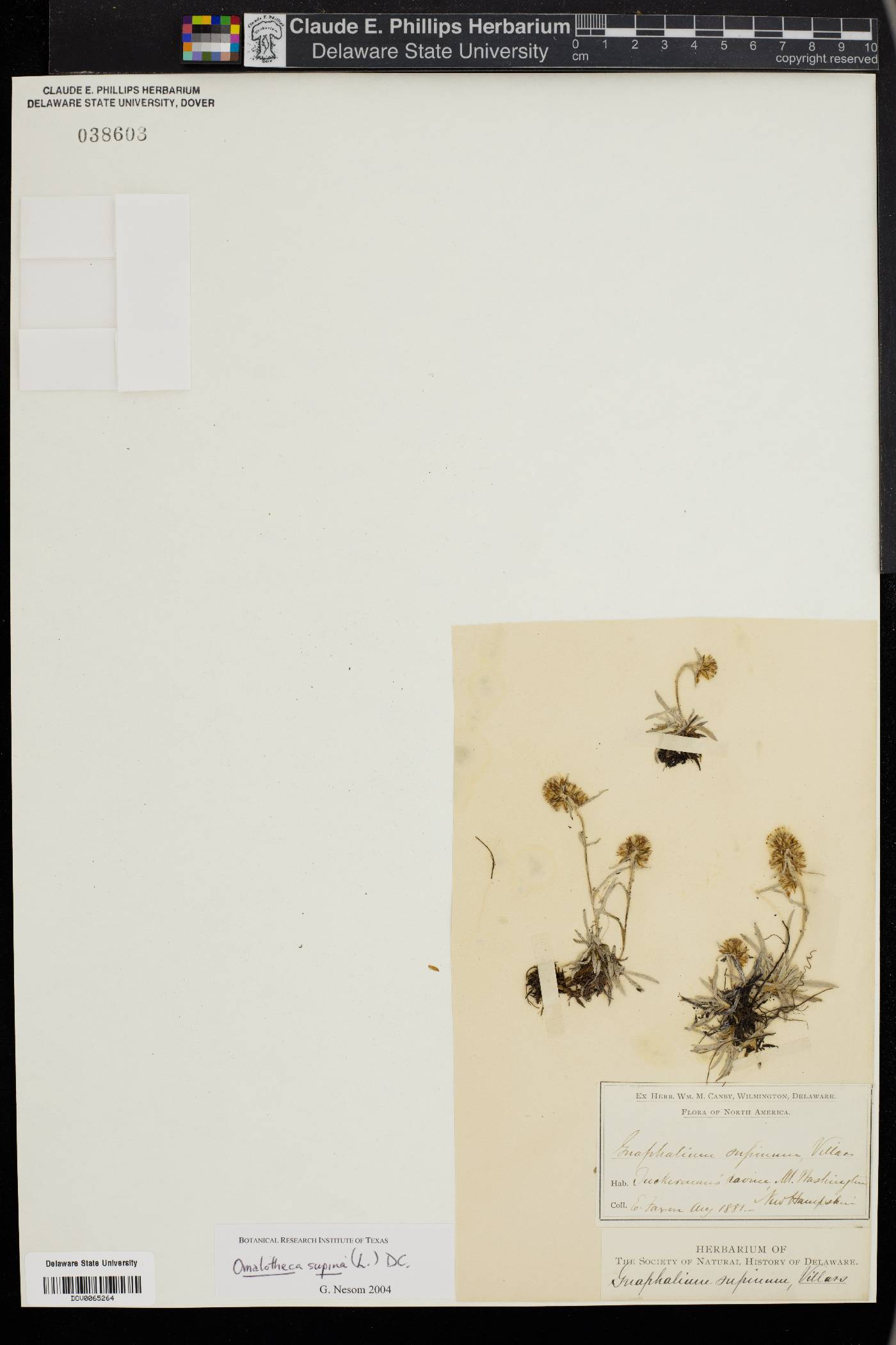 Omalotheca supina image