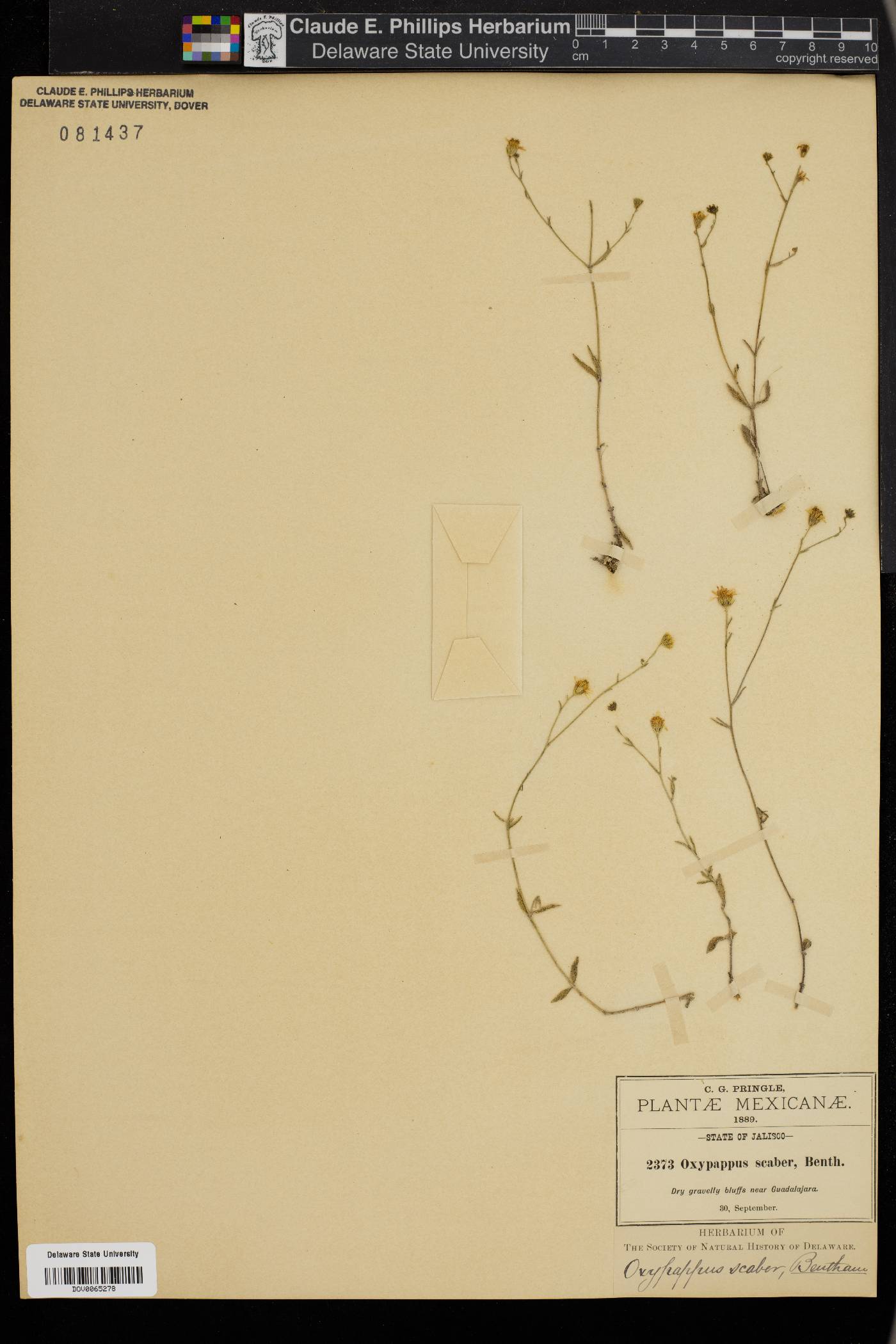 Oxypappus scaber image