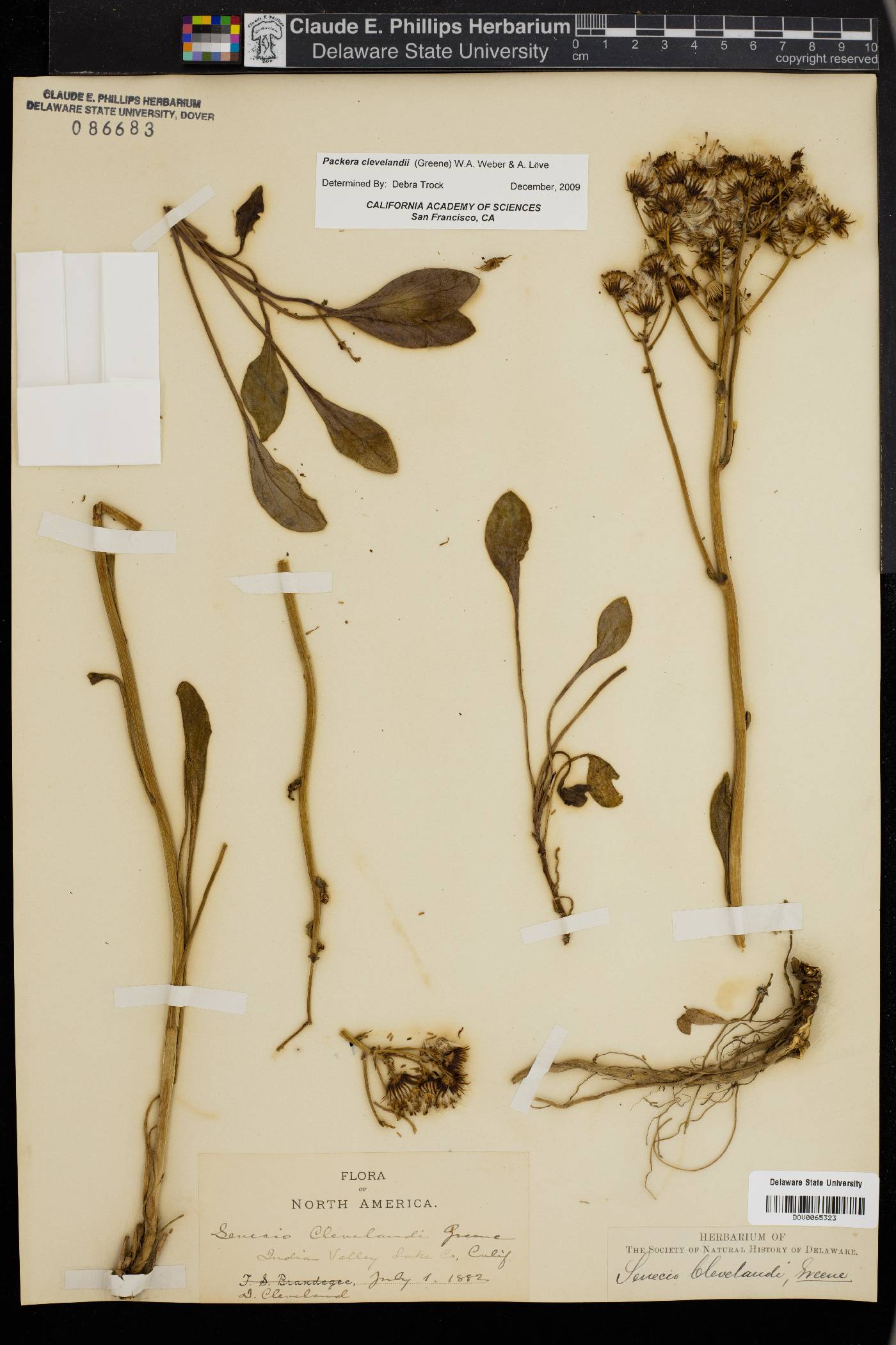 Packera clevelandii image