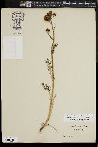 Packera millefolia image