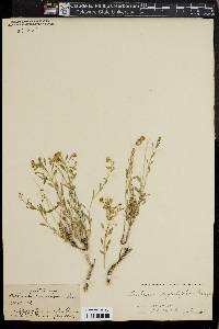 Perityle angustifolia image