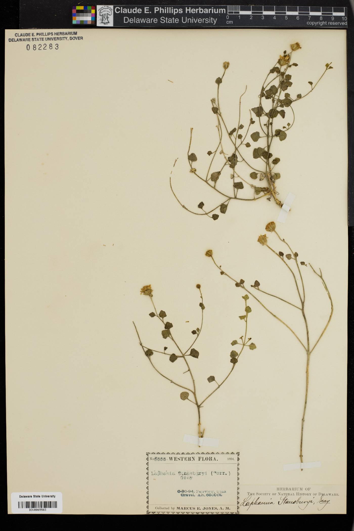 Perityle stansburyi image