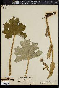 Petasites frigidus image