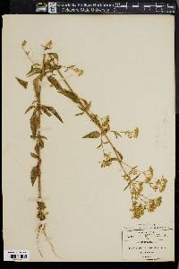 Piqueria trinervis image