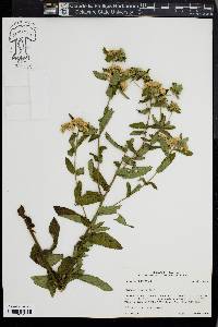 Pluchea foetida image