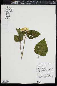 Polymnia canadensis image