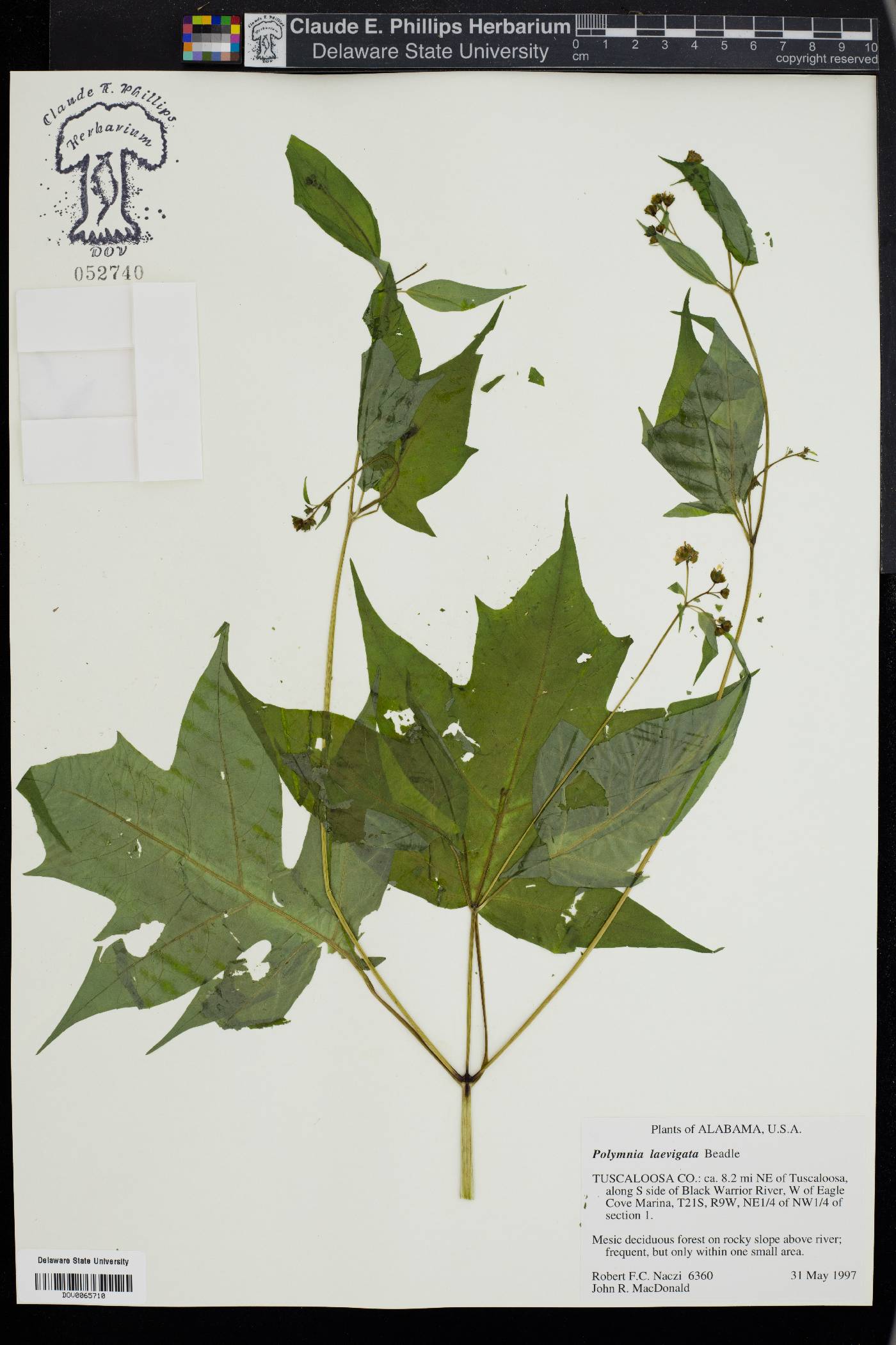 Polymnia laevigata image
