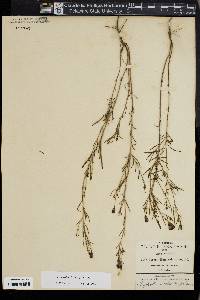 Porophyllum linaria image