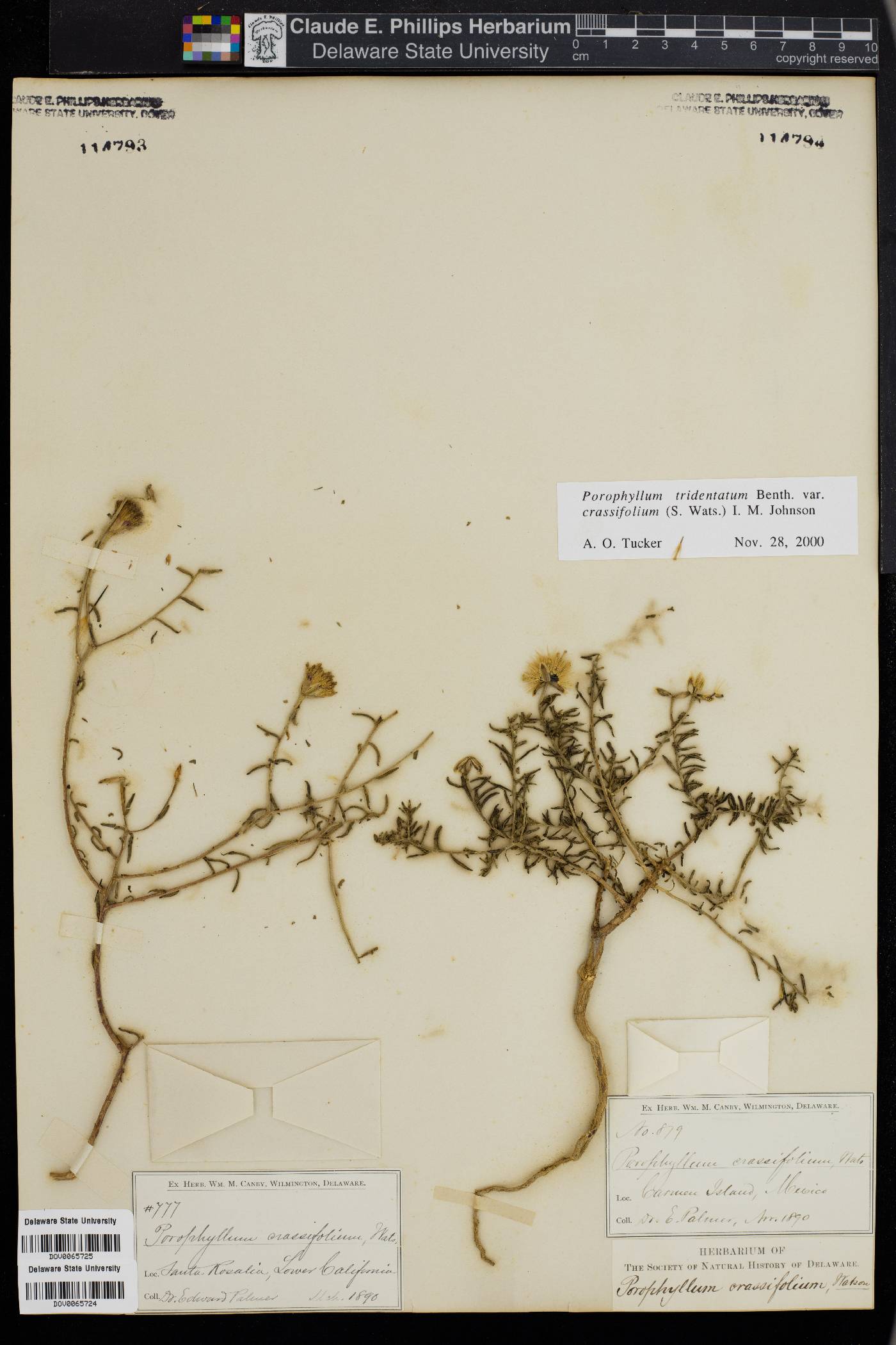 Porophyllum tridentatum image