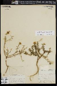 Porophyllum tridentatum image