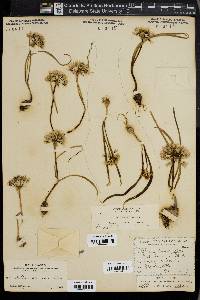 Allium cusickii image