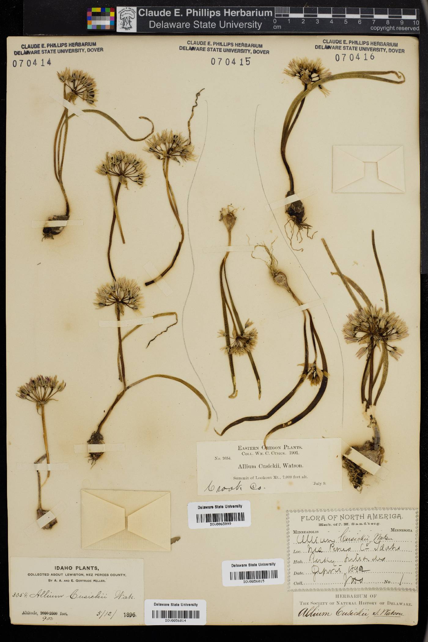 Allium cusickii image
