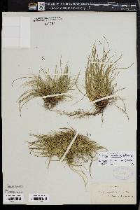 Carex tonsa image