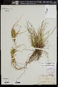 Carex tonsa image