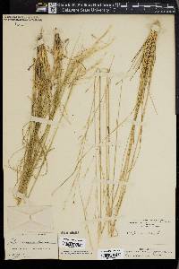 Stipa avenacea image