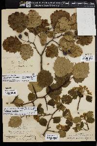 Crataegus exclusa image